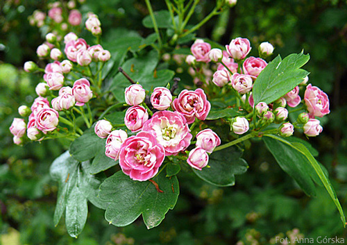 Głóg jednoszyjkowy, Crataegus monogyna, kwiaty pełne